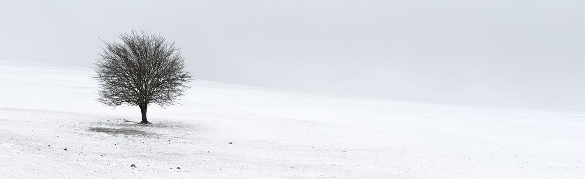 A single leafless tree sits alone on a barren stony hillside covered in snow on a gusty winter morning- four image stitch