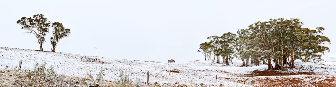Rural undulating fields with snow covered hills and gum trees in winter.   multi stiched image panorama
