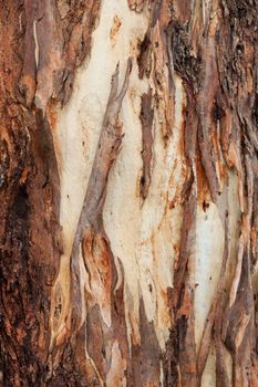 Patterns in the bark of an Australian tree