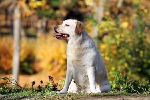 a nice yellow labrador in the park in autumn
