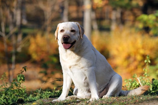 nice yellow labrador in the park in autumn