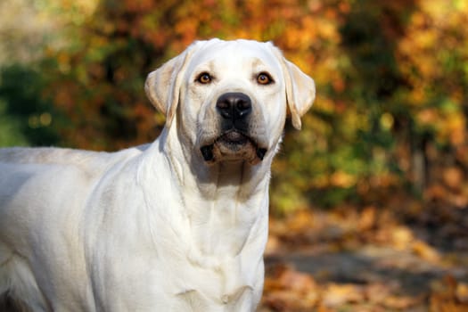 the sweet nice yellow labrador in the park in autumn
