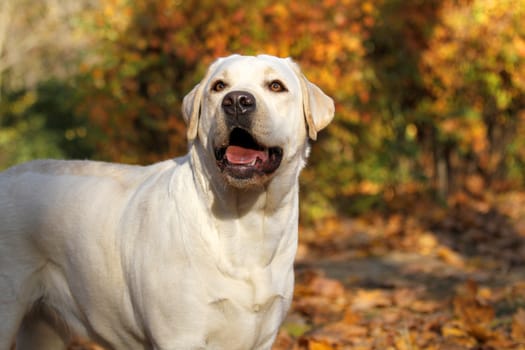 the nice yellow labrador in the park in autumn