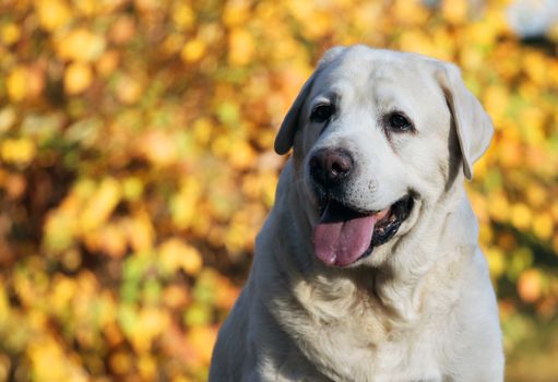 sweet nice yellow labrador in the park in autumn