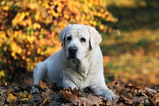 a sweet nice yellow labrador in the park in autumn
