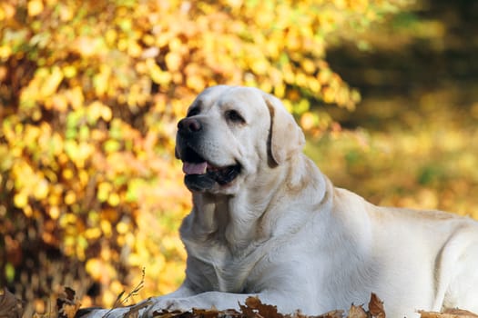 a sweet cute nice yellow labrador in the park in autumn
