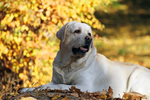 sweet cute nice yellow labrador in the park in autumn