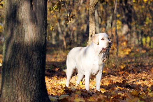 the sweet young yellow labrador in the park in autumn