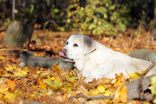 the sweet cute nice yellow labrador in the park in autumn