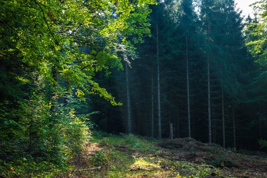 Romantic forest near town Aalen in Germany in summer