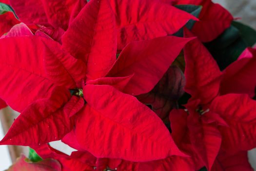 Closeup macro of a red christmas star flower plant