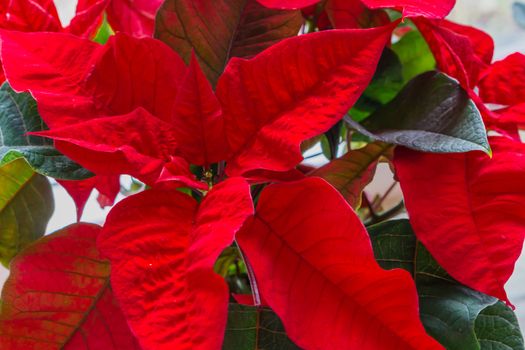 Red christmas star flower in macro closeup, a decorative and traditional christmas plant