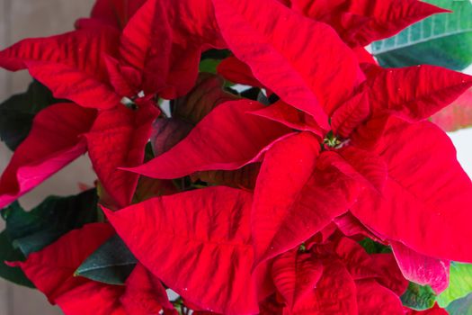 Poinsettia better know as the red christmas star flower, a traditional decorative plant for christmas time celebration