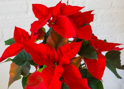 poinsettia flowers from a distance, traditional and decorative christmas red star plant.