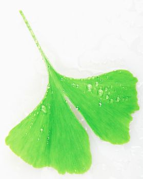Ginkgo Leaf Isolated On White Background