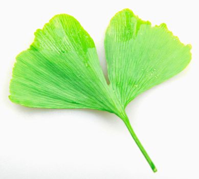 Ginkgo Leaf Isolated On White Background