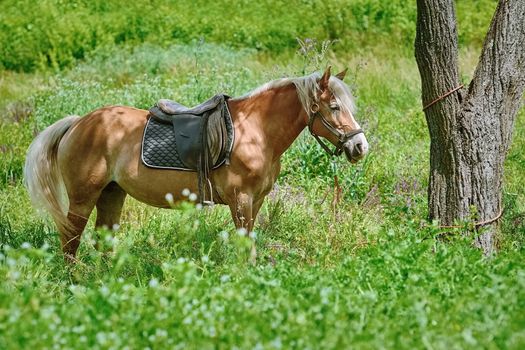 Chestnut Horse Tied to the Tree on Pasture
