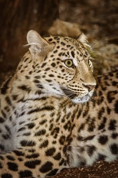 Closeup Portrait of Leopard (Panthera Pardus)