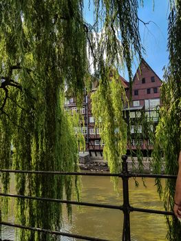 Light green weeping willow that lets its branches hang over the river Ilmenau Ilmenau.