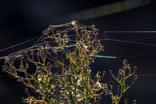 Deflorate flowers. Flower with spider web. Deflorate flower on a grass. Meadow with rural flowers. Wild nature flowers on field. Deflorate flower on the background of river.