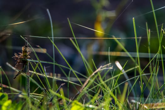 Grass with spider web. Grass on the background of river. Closeup of green grass. Spider web on a green grass. Meadow with spider web. Nature grass near the river in Latvia. Abstract background of green grass and river.