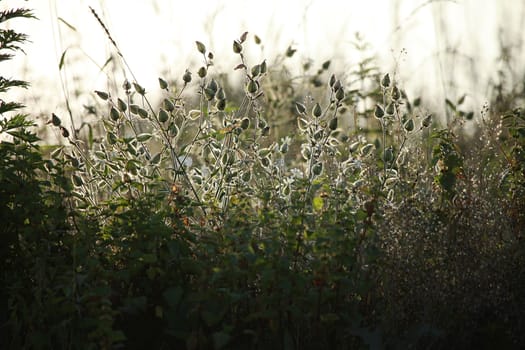 Light  rays shines through long green grass. Flowers on a green grass. Meadow with rural flowers. Wild rural scene in Latvia. Field flowers on long wild grass. Long green grass as nature background.