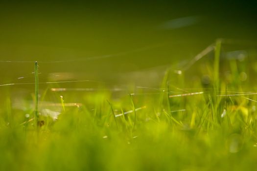 Closeup of green field. Spider web on a green grass.  Meadow with spider web. Wild grass. Nature meadow in Latvia. Abstrat background of green field.