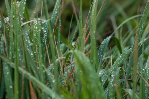 Close up of fresh thick grass with water drops after the rain. Dew drops on green grass in Latvia. Background of wet grass. 