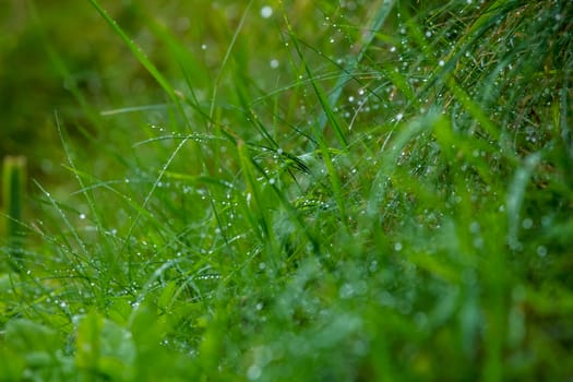 Close up of fresh thick grass with water drops after the rain. Dew drops on green grass in Latvia. Background of wet grass. 