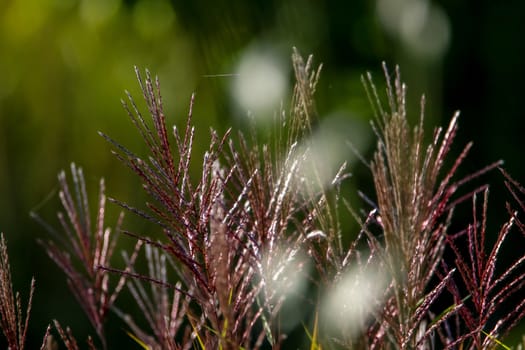 Closeup of grass. Grass on the background of river. Nature grass near the river in Latvia. Abstract background of grass and river. Wild grass in autumn, Latvia. 

