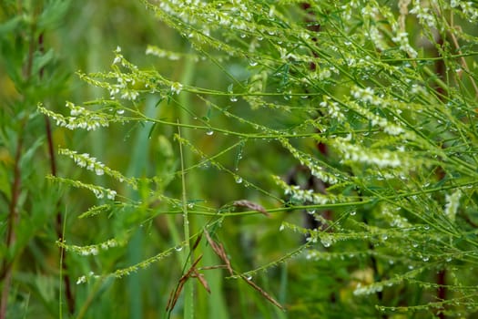 Close up of fresh thick grass with water drops after the rain. Wild flowers in rain. Dew drops on green grass in Latvia. Background of wet grass. 