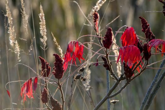 Colorful vibrant leaves on a sumac plant during the autumn season in Latvia. Sumac with red  leaves.