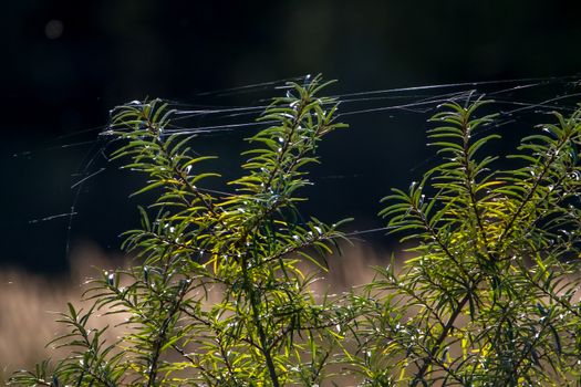 Buckthorn plant. Buckthorn with spider web on the grass. Buckthorn and spider web in field. Buckthorn on the dark background. Buckthorn in summer and autumn, Latvia.