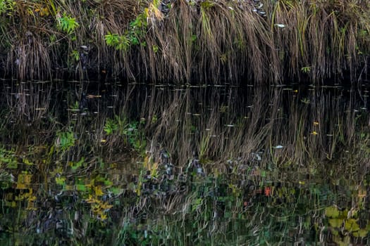 Reflections of  grass in the water surface of the river. Background of grass and river. Wild grass on the river coast. Nature grass near the river Memele in Latvia. Abstract background of grass and river.
