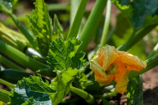 Flowering zucchini in the vegetable garden. Courgette flower in garden, Latvia. 

