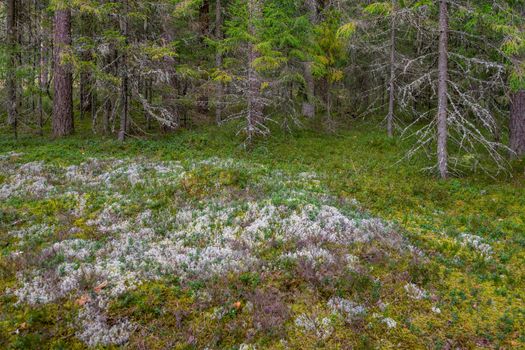 Mossy coniferous forest in Latvia. Fir and pine forest. Mixed wood of pine and spruce trees. Coniferous forest with spruce and pine trees.