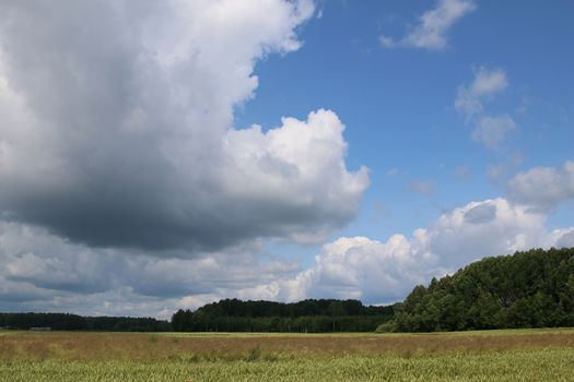 Summer landscape with cereal field, wood and cloudy blue sky. Classic rural landscape in Latvia.