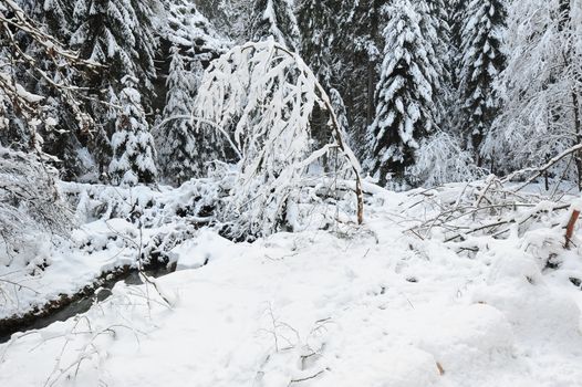 Winter landscape with snow in the Czech Switzerland