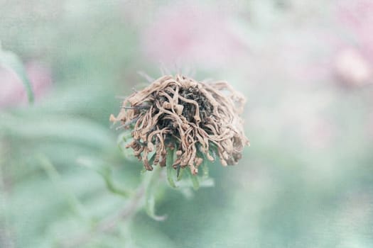 The country dried-up flower on a green background from leaves and pink colors