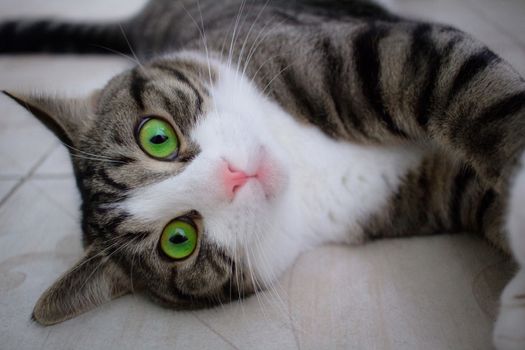 Close-up of domestic pet cat with bright green eyes lying on floor posing and playing