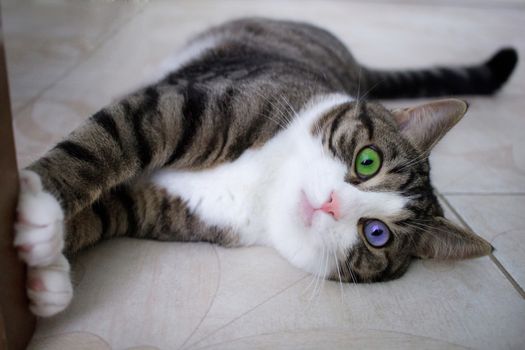 Domestic pet cat with bright multicolored blue and green eyes lies on floor posing