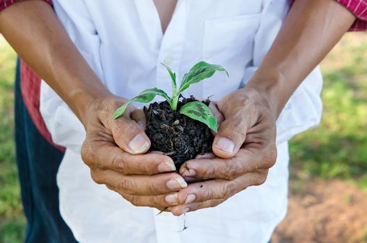 Human hands helping holding protection young plant , concept save the world