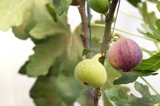 Fresh Figs fruit  hanging on the branch of tree