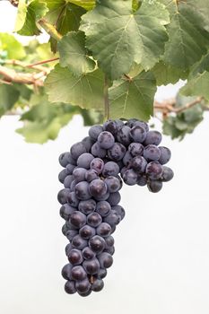 Bunches of ripe grapes before harvest in the vineyard