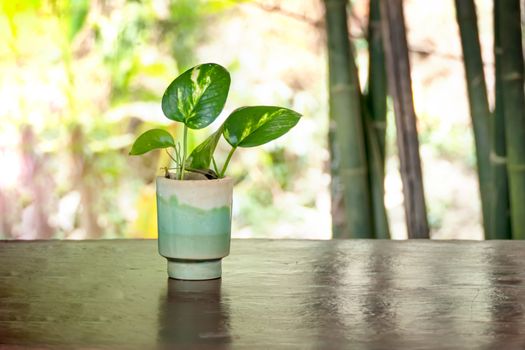 Green plant in vase decorated on wooden table