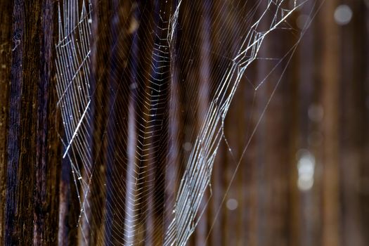 Spiderweb in defensive corridor in the historic town Noerdlingen in Germany