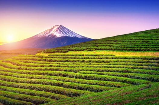 Green tea fields and Fuji mountain in Japan.