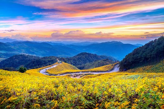 Tung Bua Tong Mexican sunflower field at sunset, Mae Hong Son Province in Thailand.