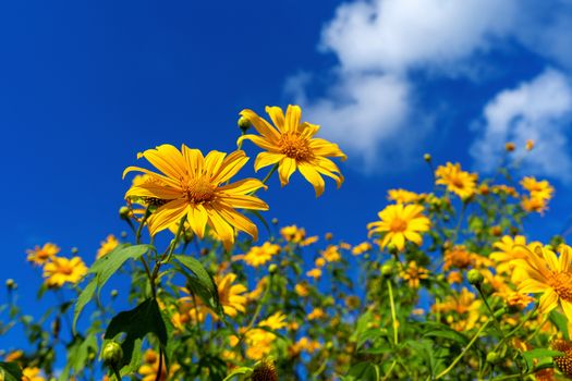 Tree marigold or Mexican flower blooming and blue sky.