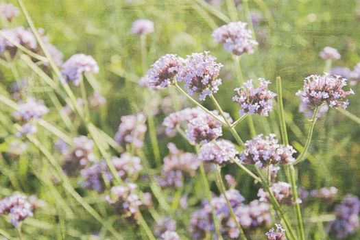 Verbena flowers in sunny day in the park vintage style